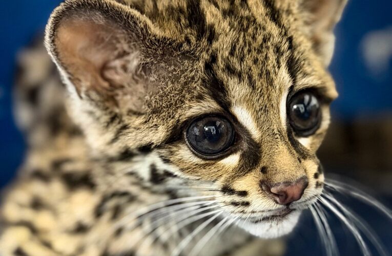 Rescatan tigrillo de cinco meses que era mantenido como mascota en Calnali