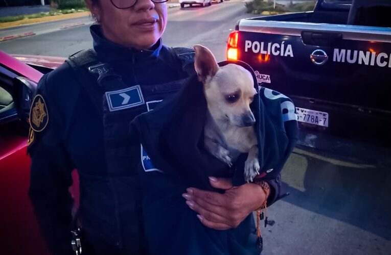 Rescatan a perro extraviado que corría sobre el bulevar Felipe Ángeles