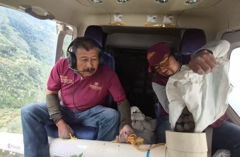 Dispersan 4 millones de semillas para restaurar 3 mil 215 hectáreas en Hidalgo